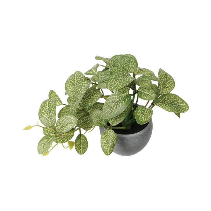 ミニフィットニアポット