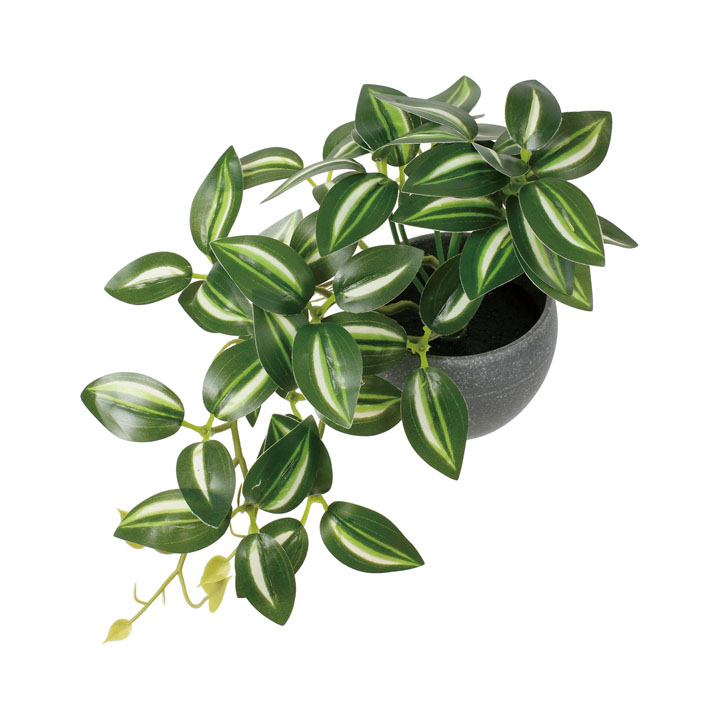 ミニトラディスカンディアポット