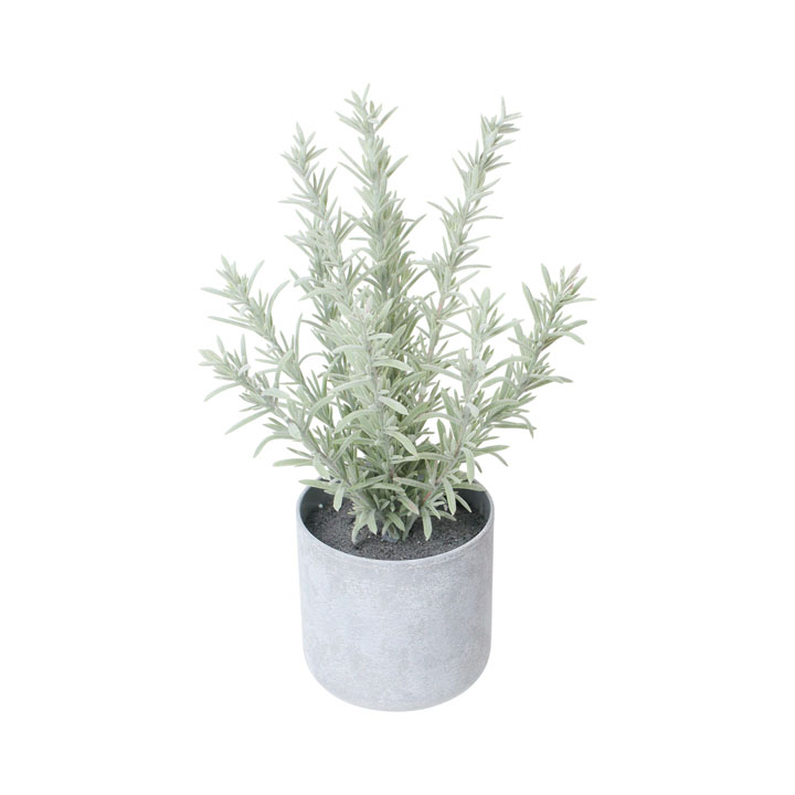 30cmローズマリーポット