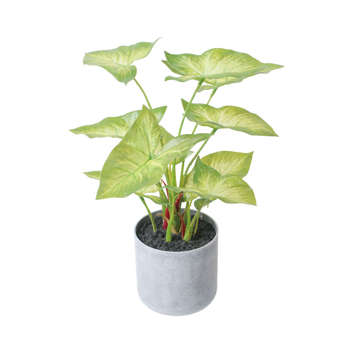 30cmシンゴニウムポット