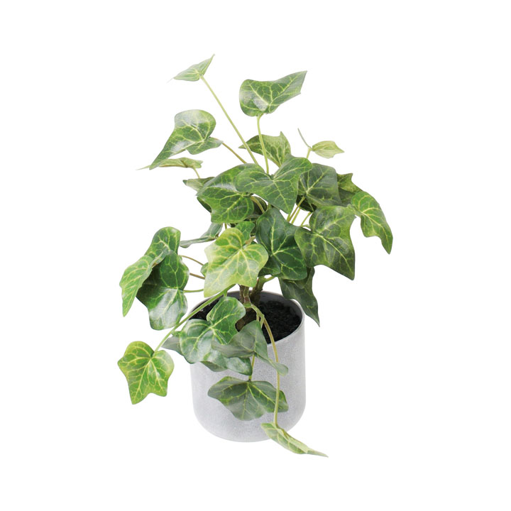30cmアイビーポット