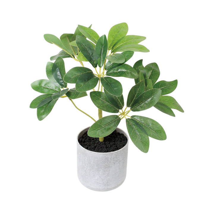 30cmシェフレラポット