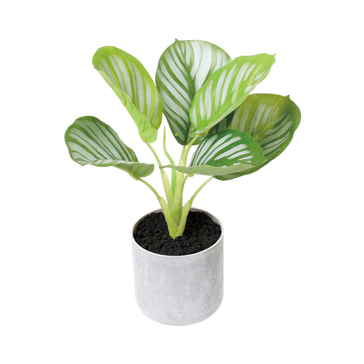 30cmカラテアポット