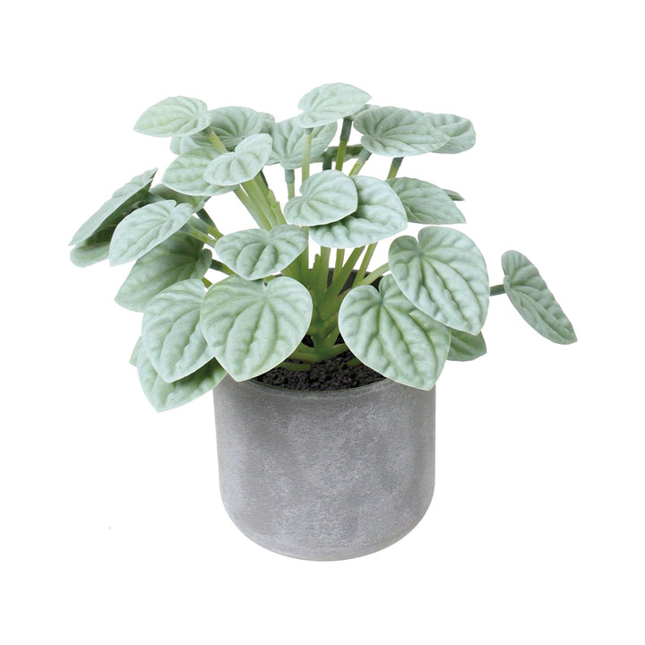 20cmペペロミアポット