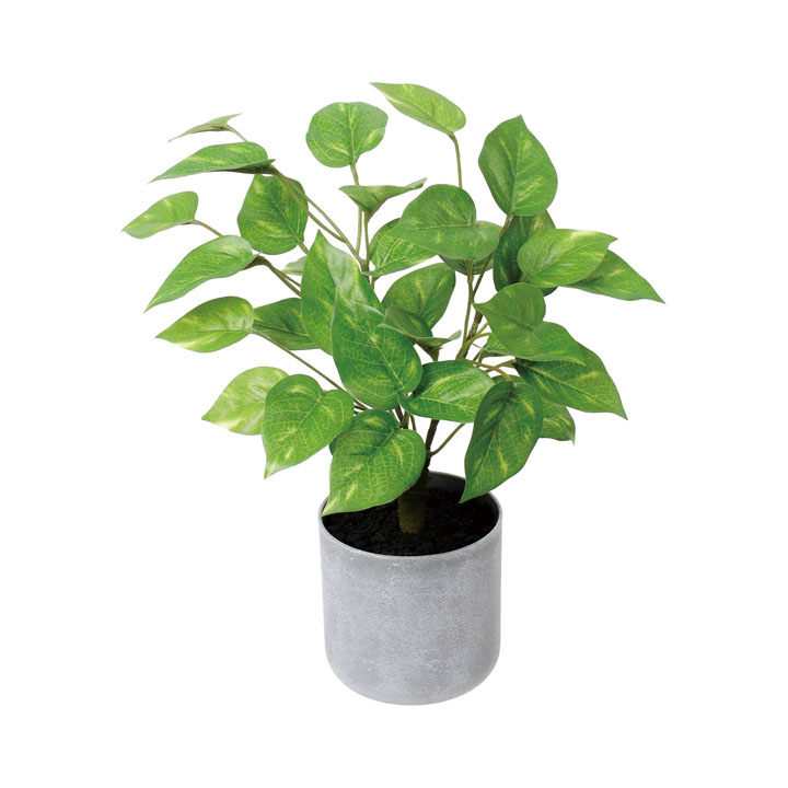 30cmポトスポット