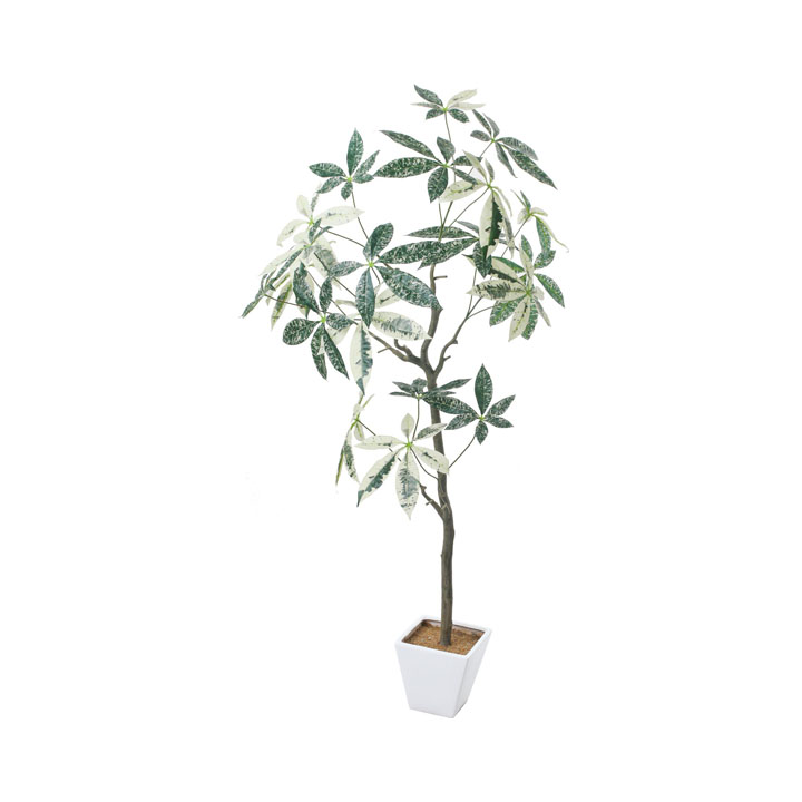 パキラミルキーウェイツリー