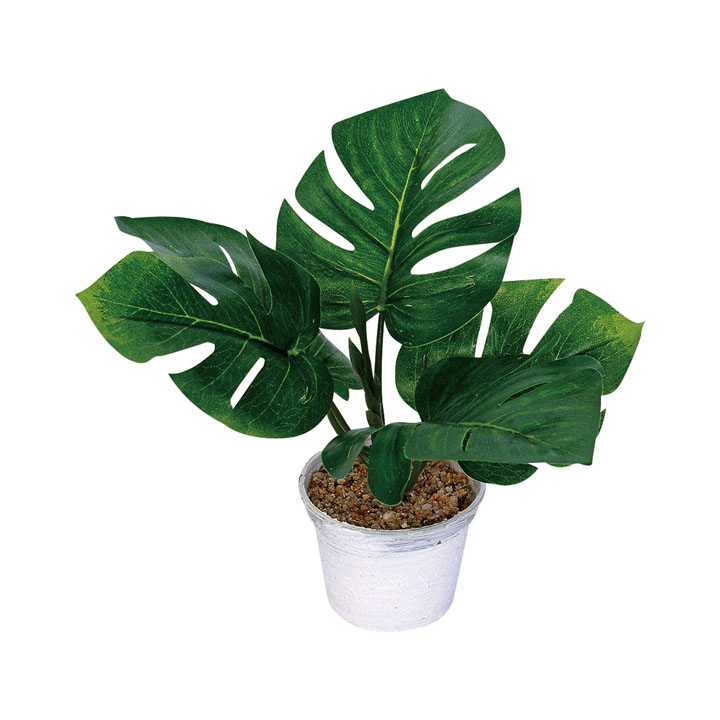 モンステラポット