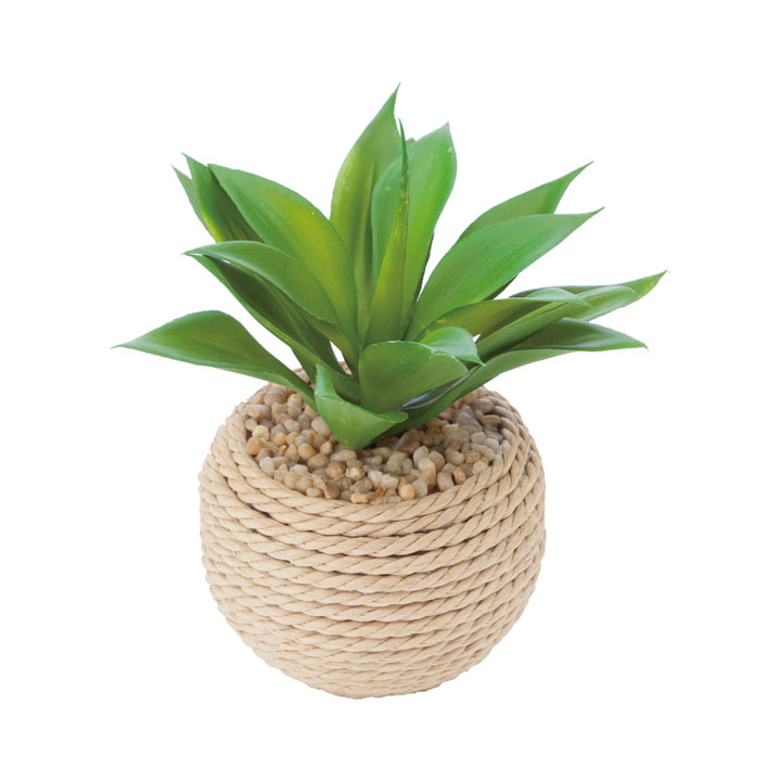 アガベロープポット