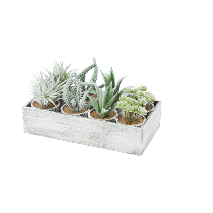 アソートカクタスコンテナ4個入り