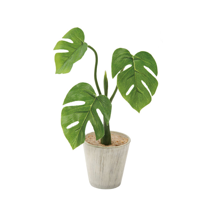 ミニモンステラポット