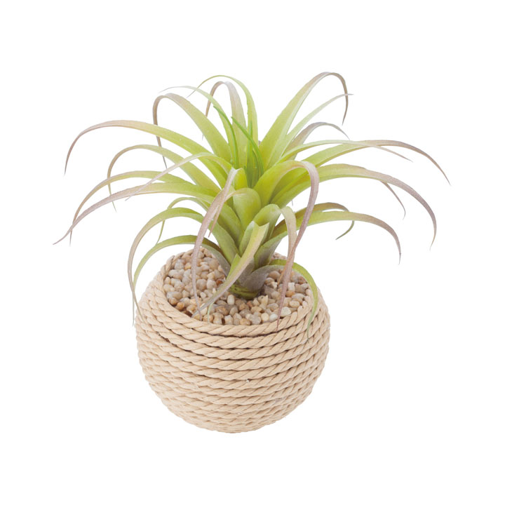 チランジアロープポット