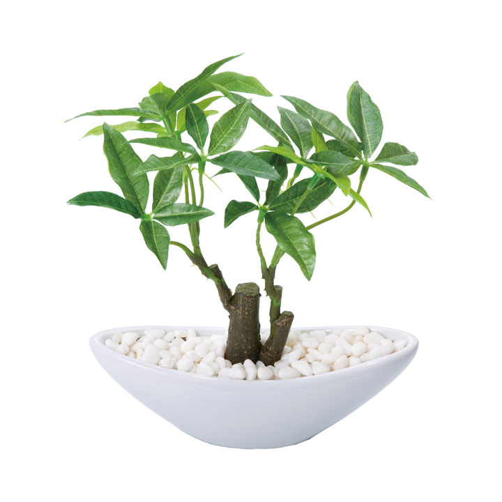 パキラポット（S）