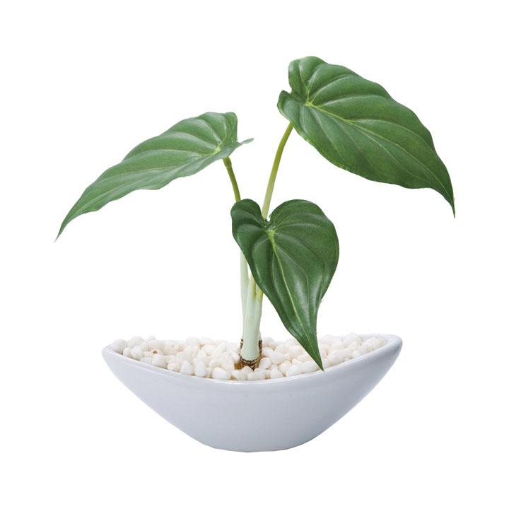 アロカシアポット（S）