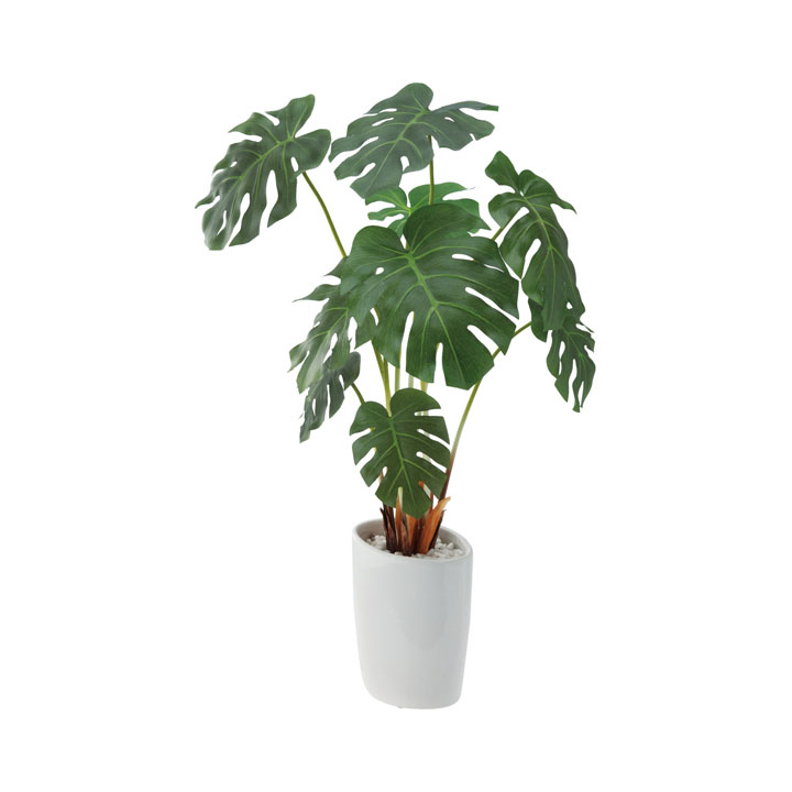 ロングモンステラオーバルポット