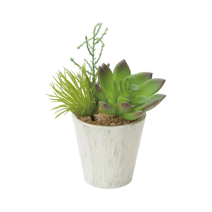 エケベリアミックスポット