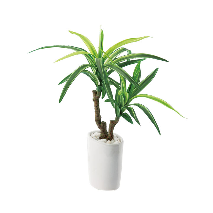 スリムユッカオーバルポット