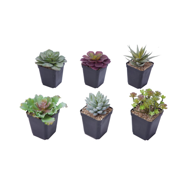 多肉ポット6個入り