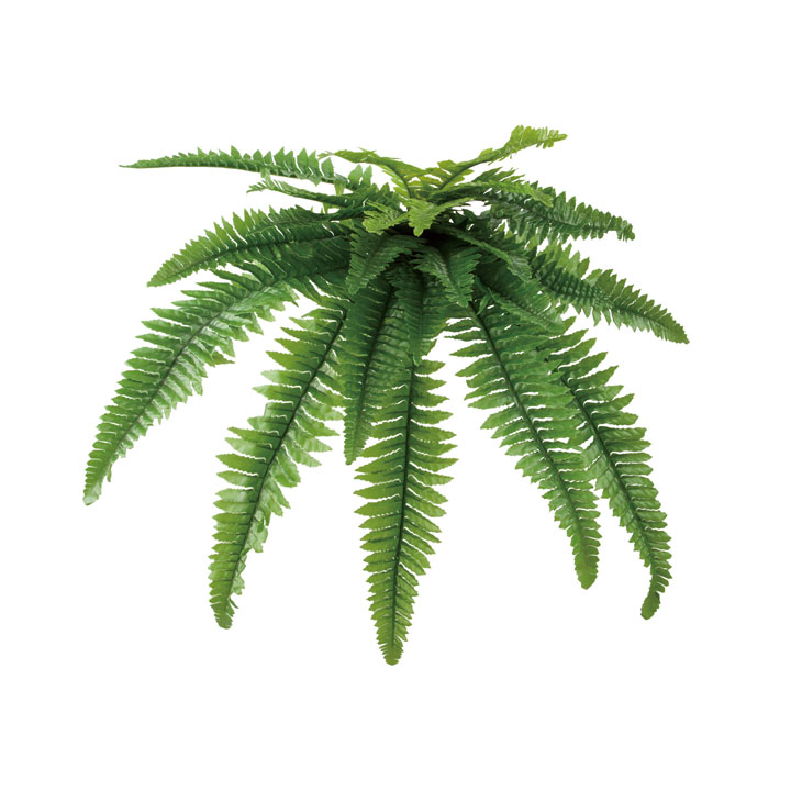 ロックプランツ ボストンファーン