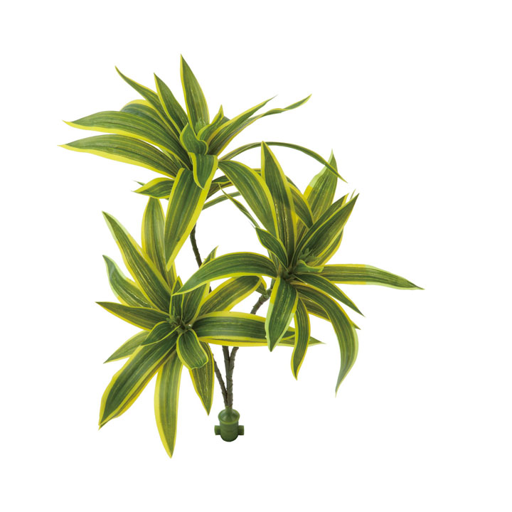 ロックプランツ ドラセナ Y/G