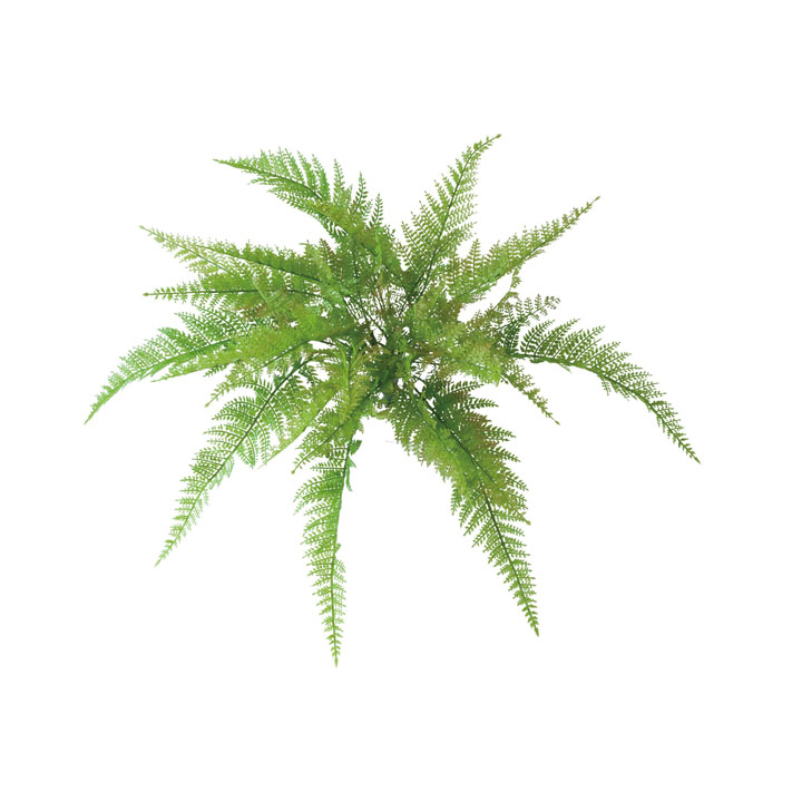 ロックプランツ レザーファーン