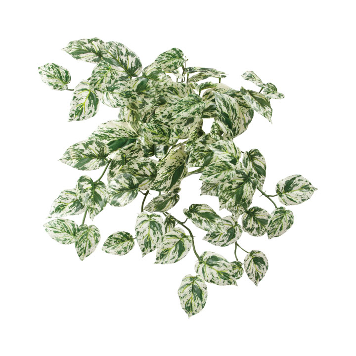 ロックプランツ ポトスL W/G