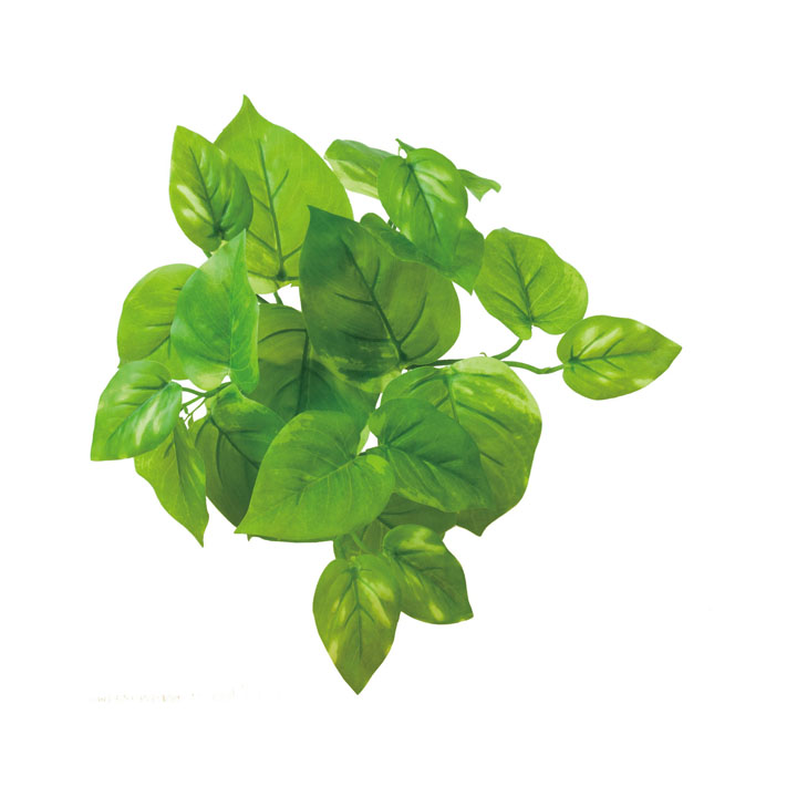 ロックプランツ ポトスS