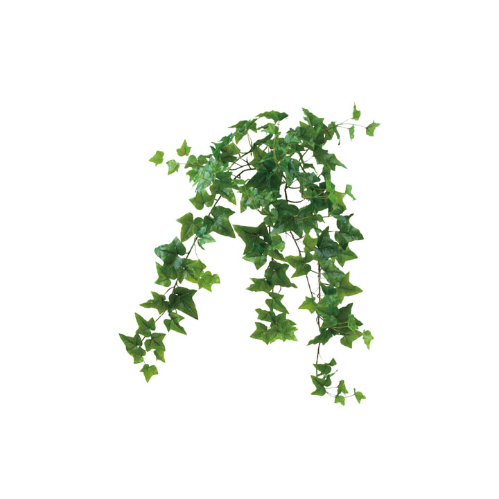 ロックプランツアイビーL GR