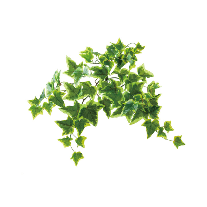 ロックプランツ アイビーS Y/G