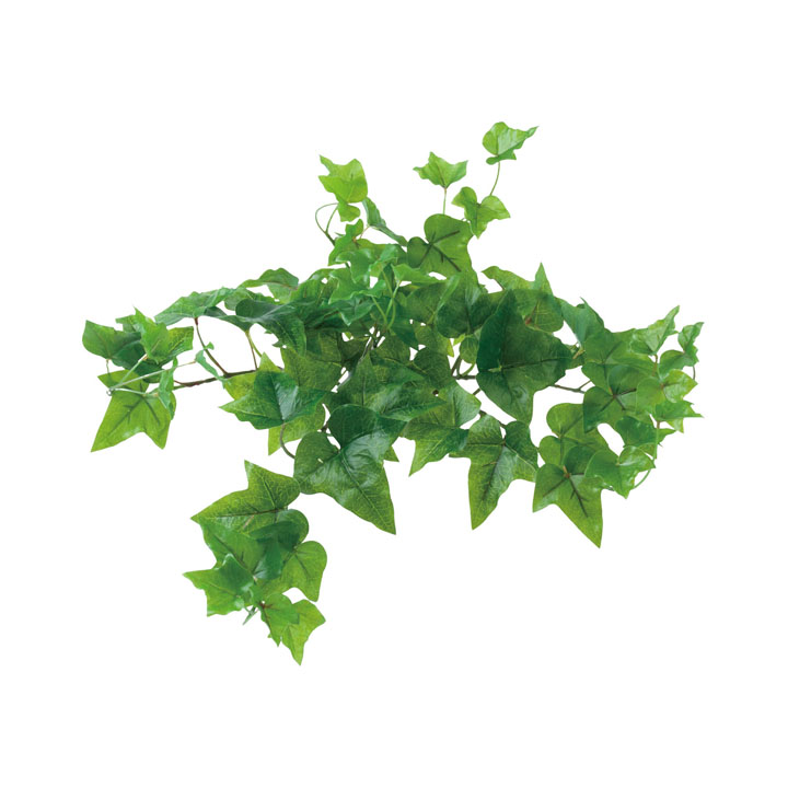 ロックプランツ アイビーS GR