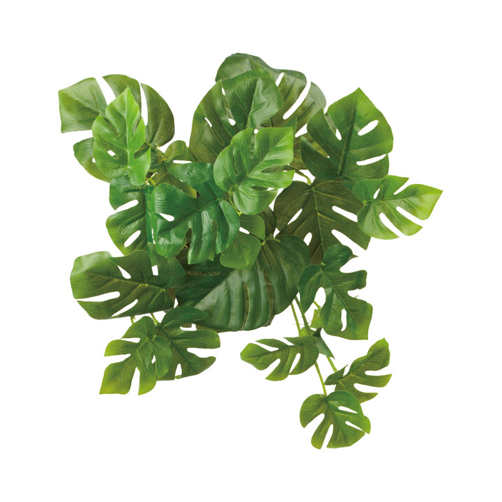 ロックプランツ ヒメモンステラ