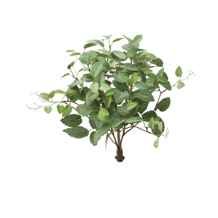 ロックプランツ フィットニア