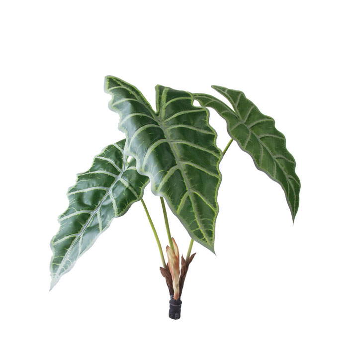 ロックプランツ アロカシア