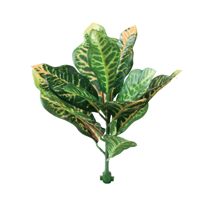 ロックプランツ クロトン