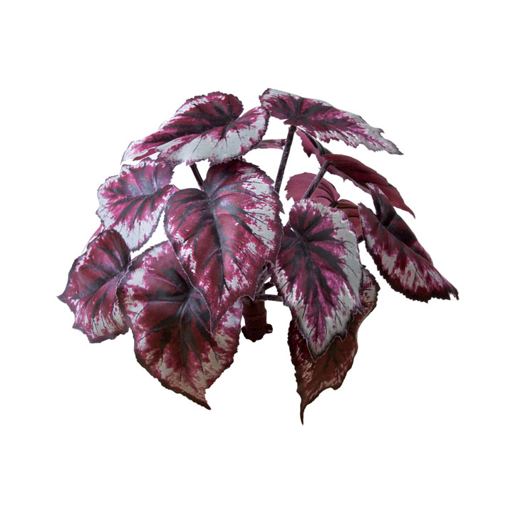 ロックプランツ ベコニア