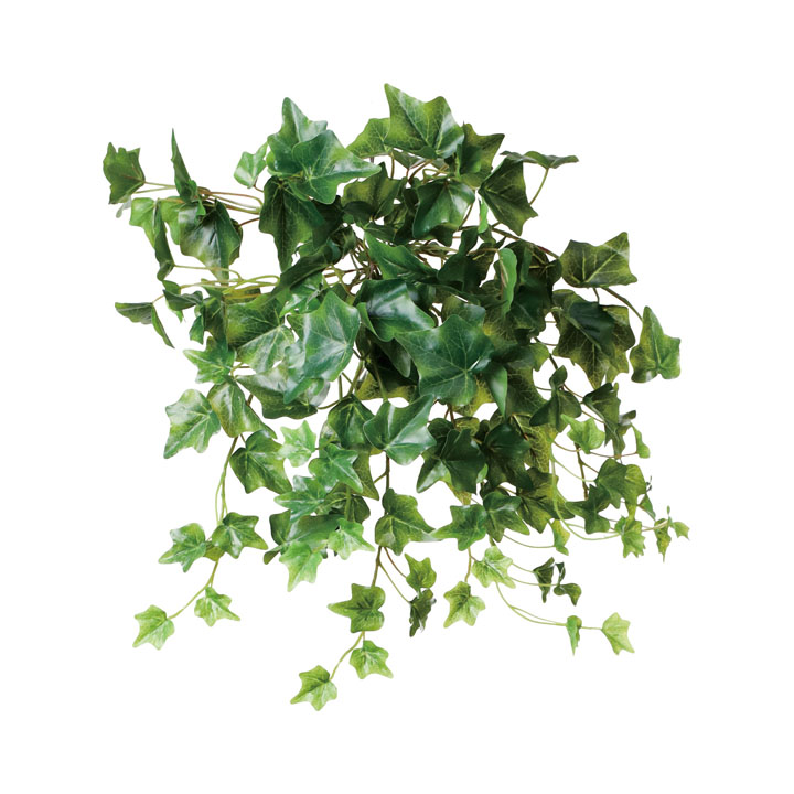 アイビーブッシュ