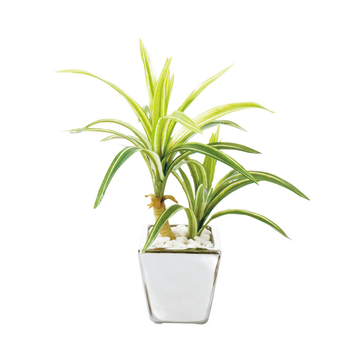 ドラセナ・サンデリアーナ