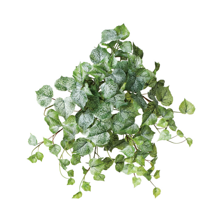 コットンウッドブッシュ