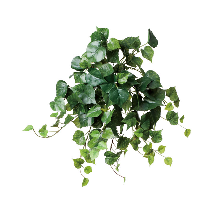 コットンウッドブッシュバイン