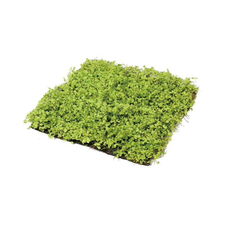 ミニリーフマット30×30