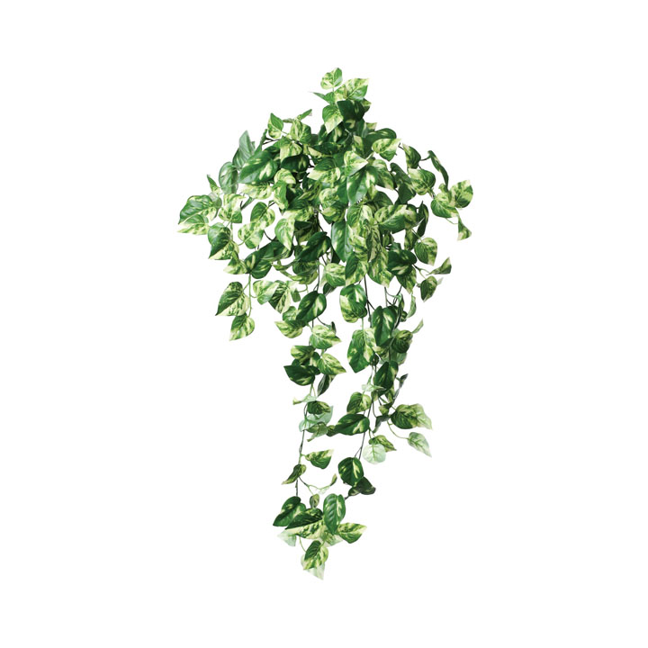 リサイクルポトスブッシュ