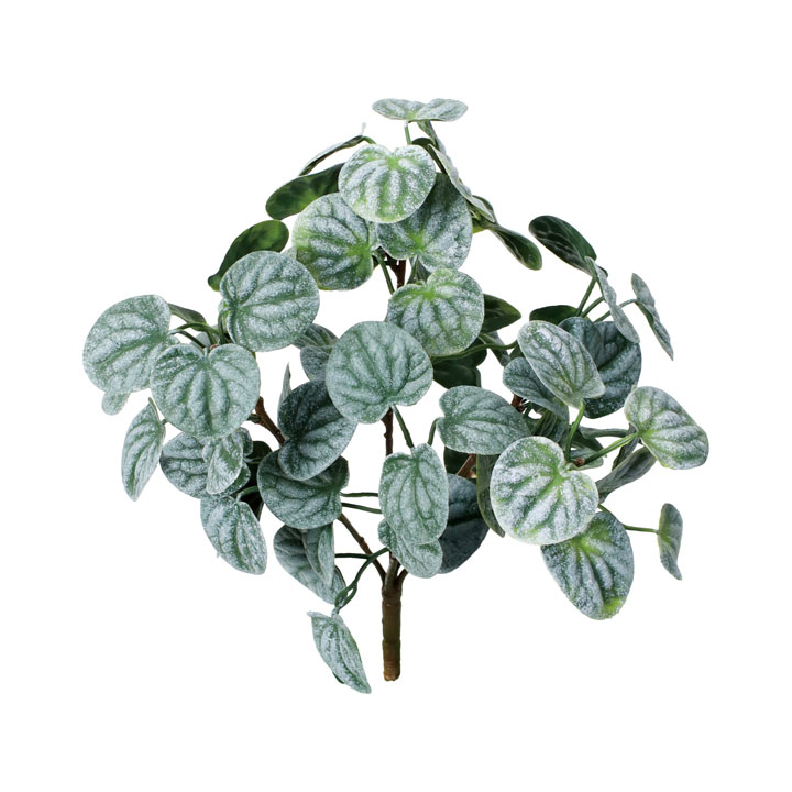 フペペロミアブッシュ