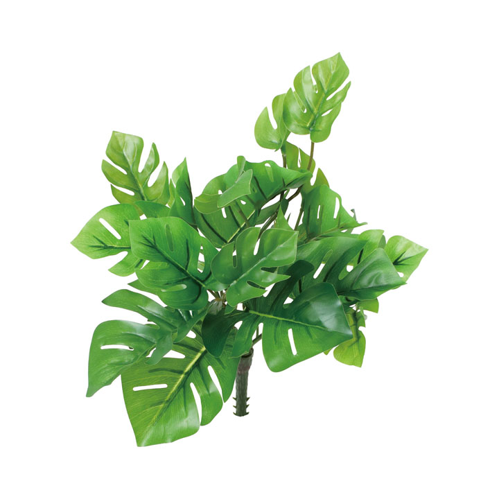 ヒメモンステラブッシュ