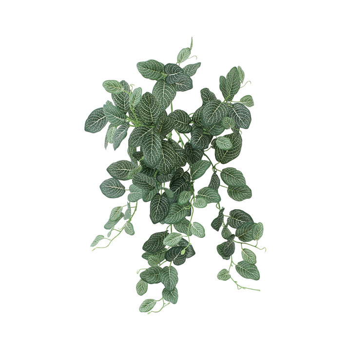 ボウエンUVフィトニアブッシュ