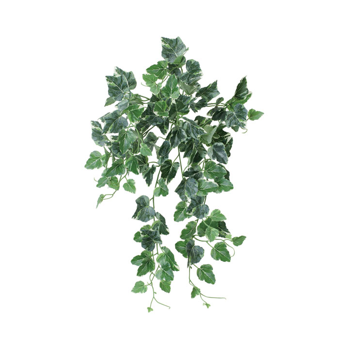 ボウエンUVアイビーバインブッシュ