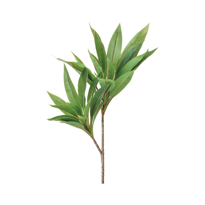 ドラセナコルジリネブッシュ