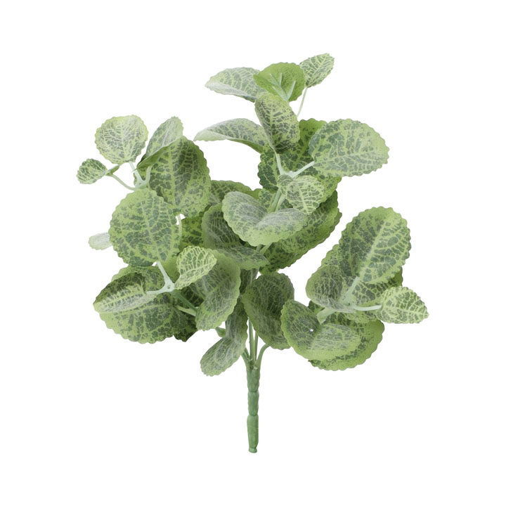 ユキノシタブッシュ