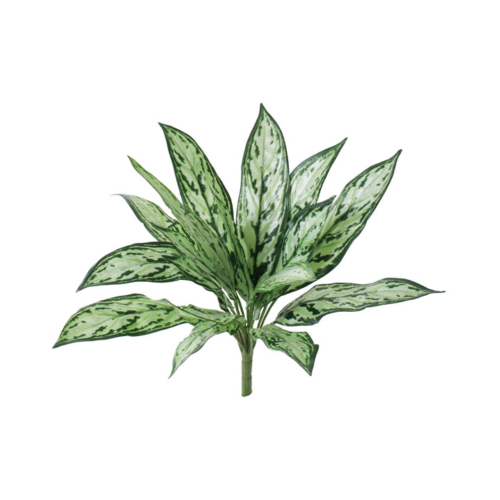 アグラオネマブッシュ