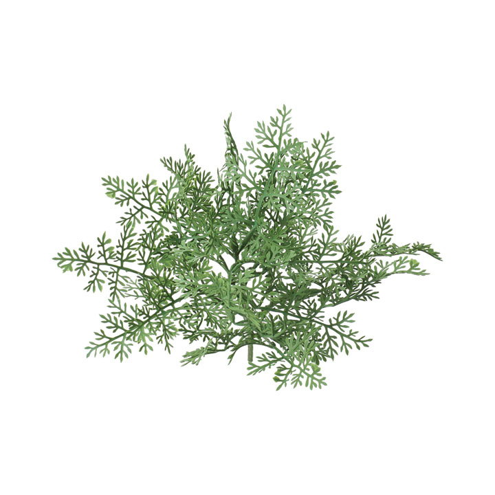 アルテミシアブッシュ