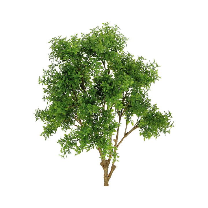 ディーリーフツリーブッシュ