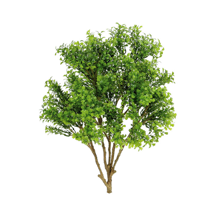 ボックスウッドツリーブッシュ